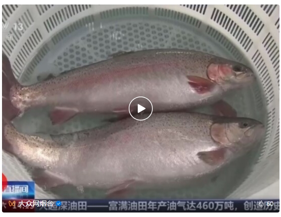 经海又双叒上央视啦——央视镜头看烟台：三文鱼陆海接力海洋牧场转场记揭秘三文鱼入海前的“必修课”